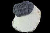 Bargain, Morocops Trilobite - Visible Eye Facets #92207-1